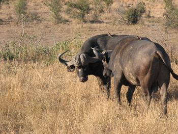 Buffalo 2016 special