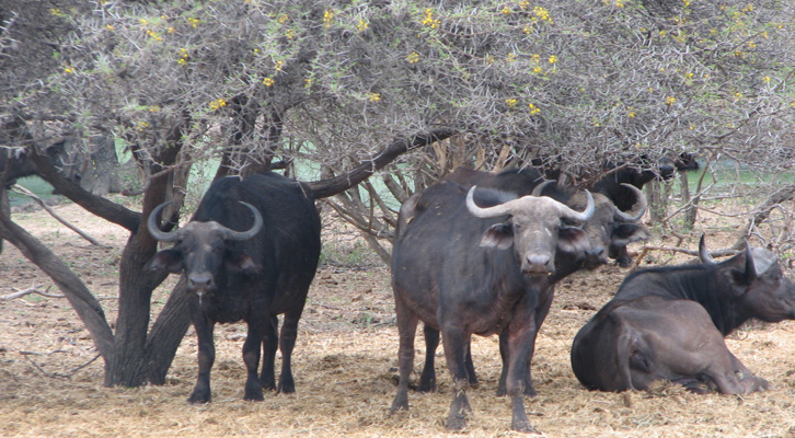 Buffalo 2016 special
