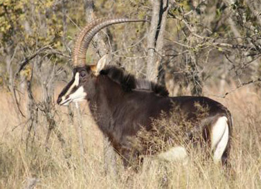 Sable special