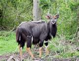 Nyala