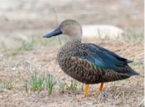 Cape Shoveler