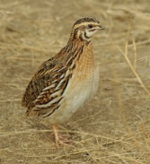 Common Quail