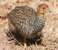 Coqui Francolin