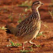 Crested Francolin