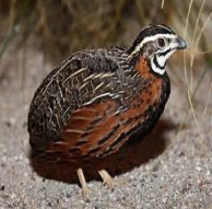 Harlequin Quail