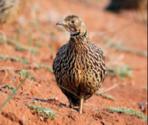 Orange River Francolin