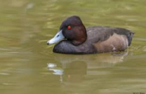 Southern Pochard